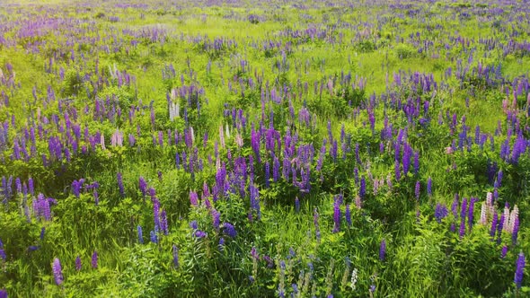 Purple Lupine in Bloom at the Sunrise Landscape. Lupinus, Commonly Known As Lupin or Lupine