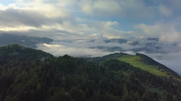 Aerial Morning Forest Landscape