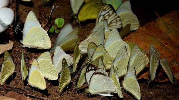 Assorted yellow butterfly swarming, Redspot Sawtooth Prioneris clemanthe, Common Gull Cepora nerissa