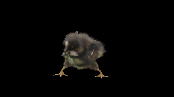 18 Baby Chicks Dancing HD