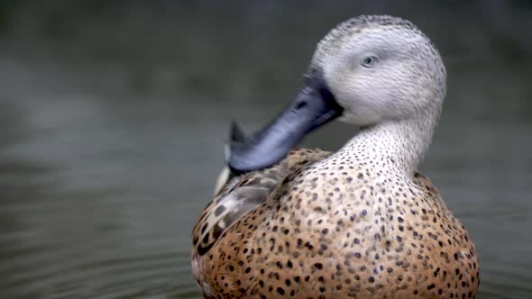 Close up of a red shoveler duck grooming its feathers with its spatula-shaped bill on a lake. Slow m