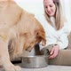 Woman stoking golden retriever eating from bowl, Milan, Italy - VideoHive Item for Sale
