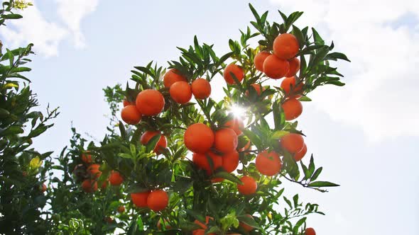 Large Branches of Tangerine Tree Within Farm Area As Seen From Below