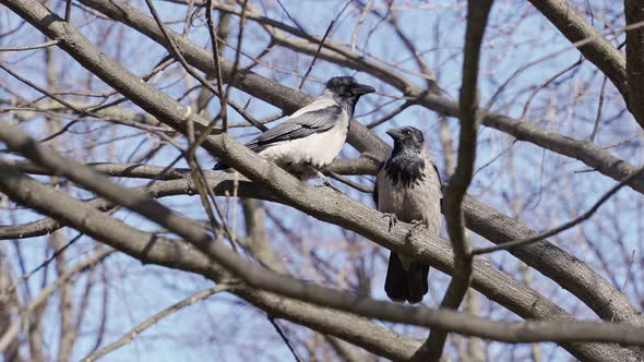 Two Crows Sit on Branches Without Leaves Against a Background of Blue Net Nenba