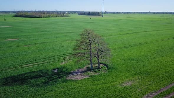 Aerial view of a lone leafless oak tree in the middle of the lush green cereal field, beautiful and