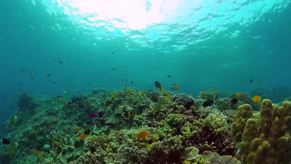 Coral Reef and Tropical Fish