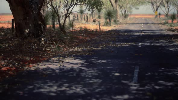 Outback Road with Dry Grass and Trees