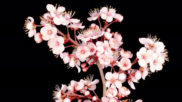 White Flowers Blossoms on the Branches Cherry Tree