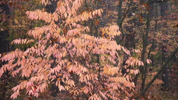 Pink Tree in Autumn Forest Background Motion Cam