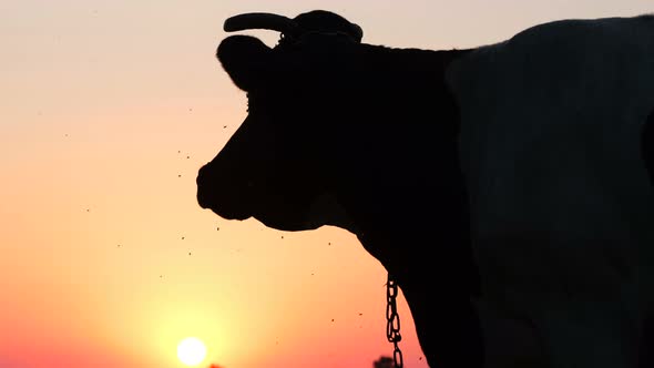 Silhouette of a cow at sunset. Sacred animal of India
