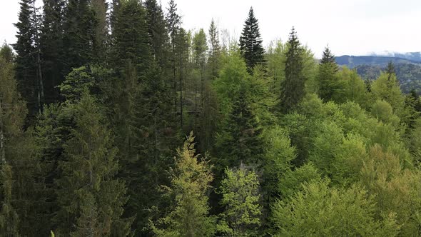 Spruce Forest. Slow Motion. Carpathian Mountains. Ukraine. Aerial.