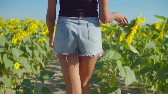 Elegant Woman Walking in Blossoming Sunflower Field