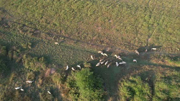 Aerial Sheep Grazing