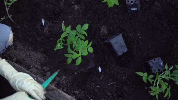 Farmer Plants Tomatoes