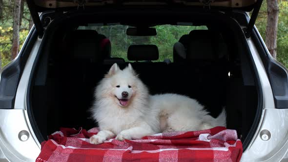 A white dog travels by car. The dog is resting in the car outdoors in the forest. Samoyed pet.