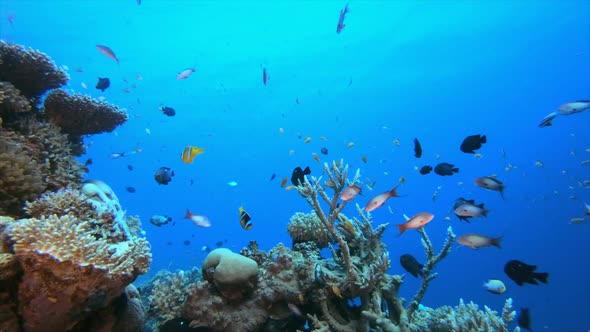 Colorful Corals and Fishes