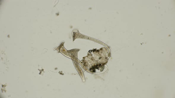 Ciliate Stentor Stretched 