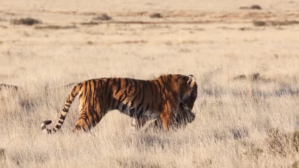 Predator Bengal Tiger drags recently killed warthog through tall grass