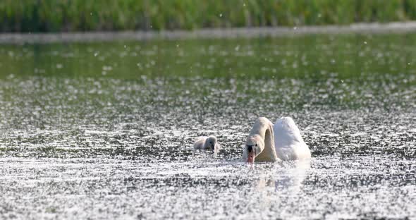 Wild bird mute swan in spring on pond