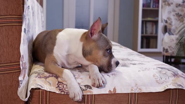 An American Staffordshire Terrier puppy at home. Portrait close-up.