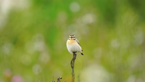 European Stonechat