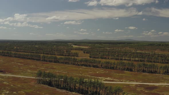 Wide establishing aerial flight over Blueberry field landscape after harvest