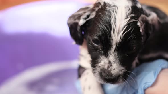 Woman Takes Care of Bathing Her Dog with Shampoo in a Small Baby Bath