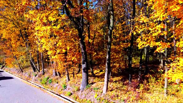 Aerial drone view of a flying in the autumn park.