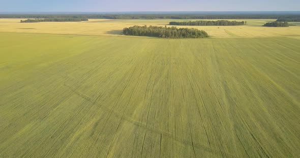 Aerial View Wide Wheat Field Against Clear Blue Sky