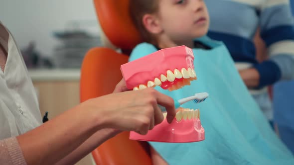 Pediatric Dentist Showing the Correct Dental Hygiene Using Mockup of Skeleton