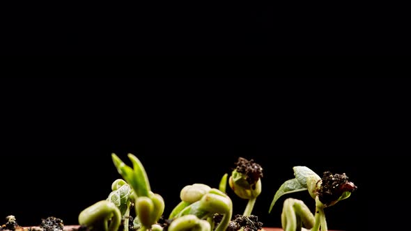 Mung beans germination on black background