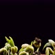 Mung beans germination on black background - VideoHive Item for Sale