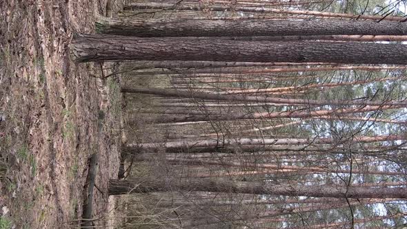 Vertical Video of Trees in a Pine Forest Slow Motion