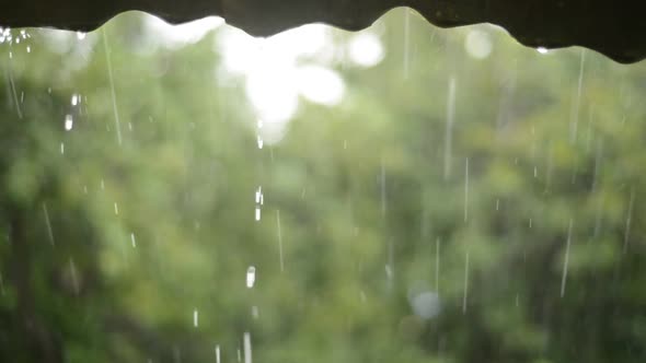 Havy Raining From Roof In The Farm With Green Background alt