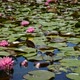 Water Lilies Covering a Pond - VideoHive Item for Sale