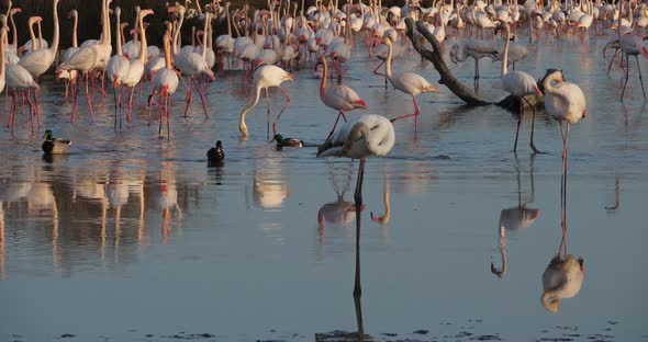 Greater Flamingos, Phoenicopterus roseus,Pont De Gau,Camargue, France