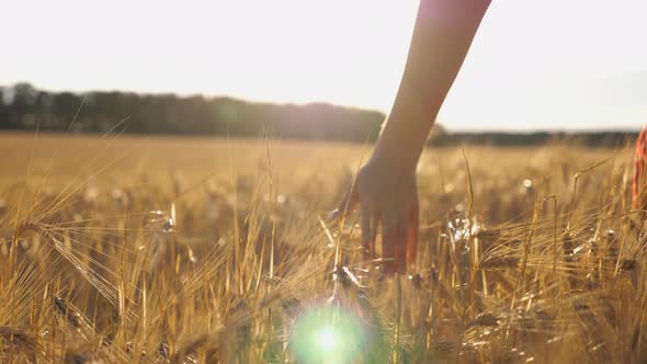 Close Up of Female Hand Moving Over Ripe Wheat Growing on the Meadow