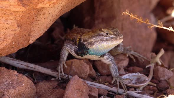 Desert Spiny lizard sitting under a rock