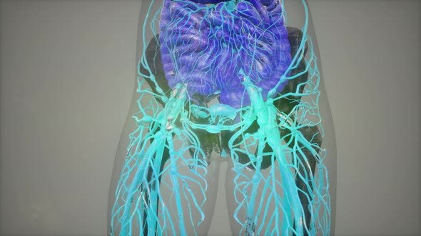 Human Body with Glow Blood Vessels alt