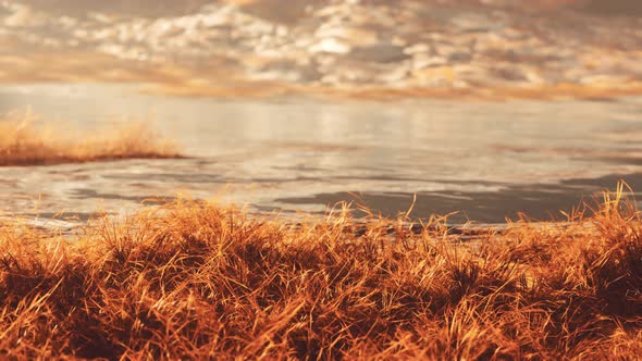 Dry Grass on the Mountain with Fog