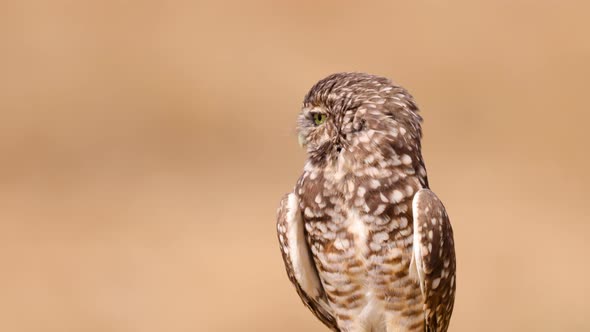 Burrowing Owl in the Desert