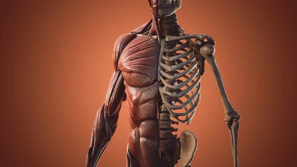 Muscular and Skeletal System of Human Body alt