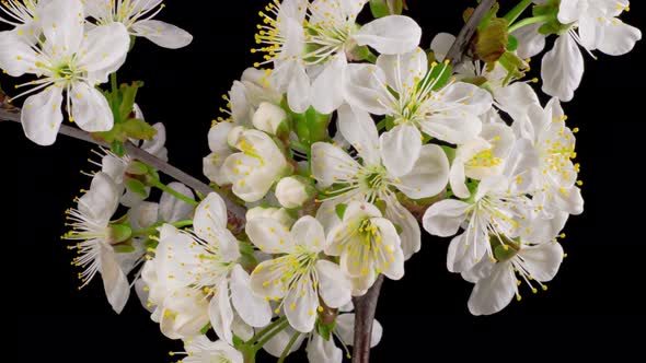 Cherry Blossom. White Flowers Blossoms on the Branches Cherry Tree.