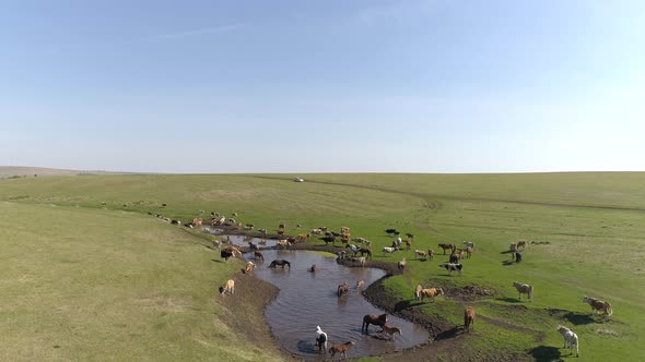 Aerial View Cows And Horses On  Lake