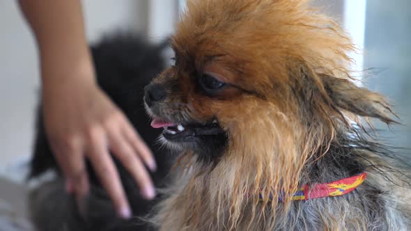 Pomeranian Dog Drying Hair At Pet Grooming Salon
