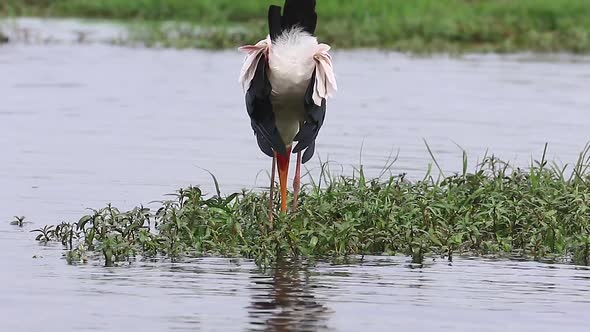 African Yellow-billed Stork seeks food among shallow river plants