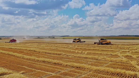 Agricultural works on yellow field under blue sky. Modern combine harvesters gathering ripe wheat 