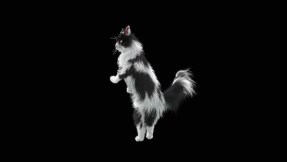 Cat Dancing HD