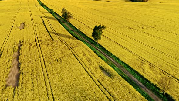 Aerial view of blooming yellow rape field in spring