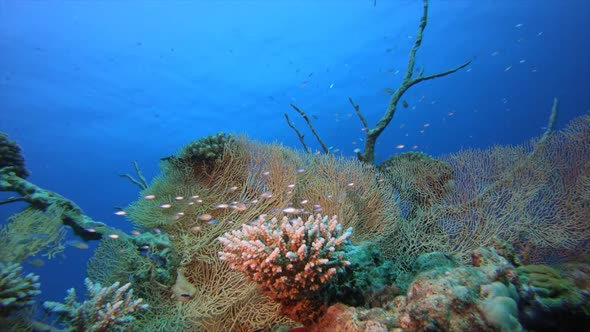 Tropical Underwater Reef